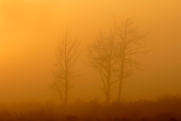 Poster - trees in mist