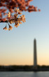 dc cherry blossoms with monument
