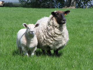 two sheep