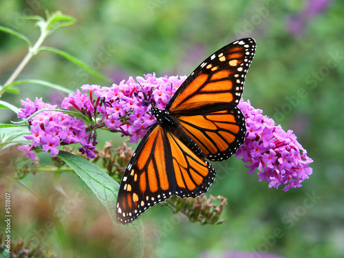 Tapeta ścienna Motyl monarchy