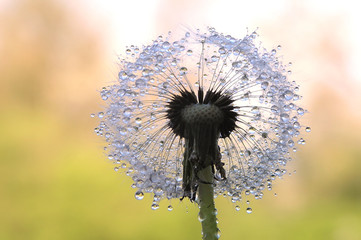 Poster - dandelion seed