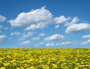 dandelion field