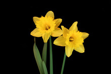 Daffodil Beauties