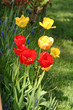 canvas print picture tulipes