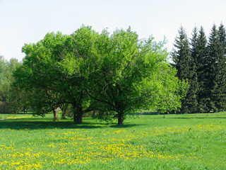 Wall Mural - dandelion meadow