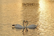 © nTripp - swans at sunset