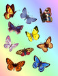 bright butterflies