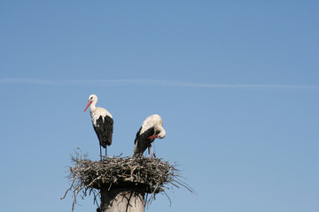 storks in the nest