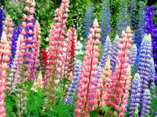 Lupine Blossoms