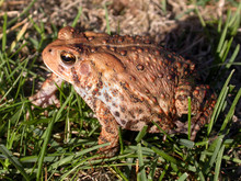 Common Toad In The Grass 2 (of 3)