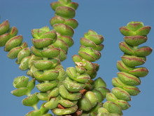 Cactus Aeonium