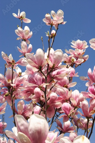 Board z aluminiowym obramowaniem Magnolia 3