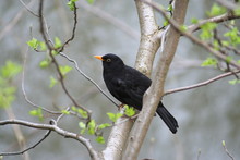 Blackbird In The Trees