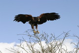 Fototapeta  - harris hawk alighting on branch