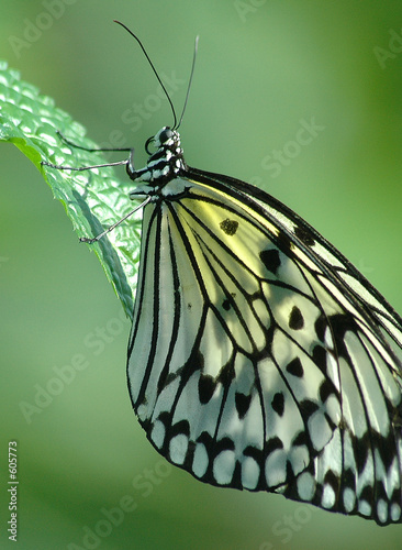 Tapeta ścienna Pomysł motyl leuconoe