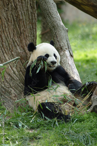 Board z aluminiowym obramowaniem Wielki niedźwiedź panda