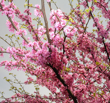 Redbud Blossoms