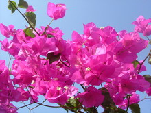 Pink Bougainvillea  Flowers