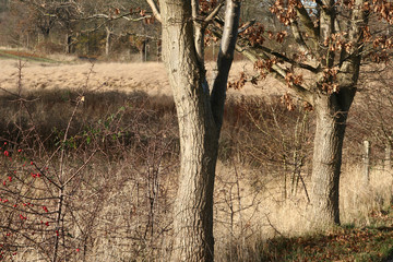 Canvas Print - branches