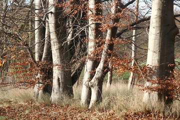 Canvas Print - branches