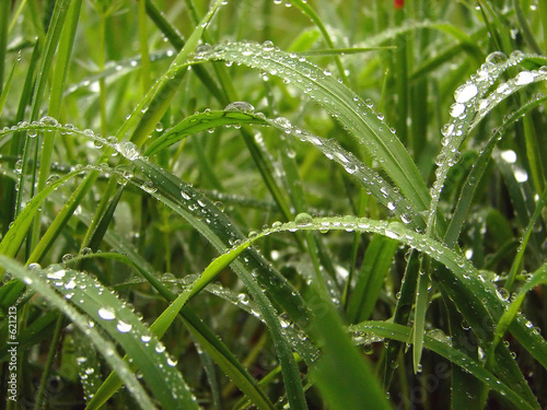 Naklejka na szybę grass and morning dew