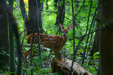 summer fawn