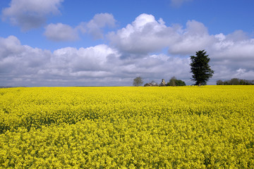 champ de colza 2