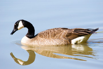 mirrored goose