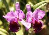 Fototapeta Storczyk - thailand, chiang mai: orchid
