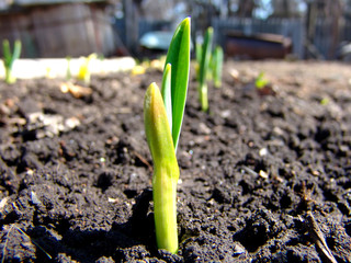 onion shoots 2