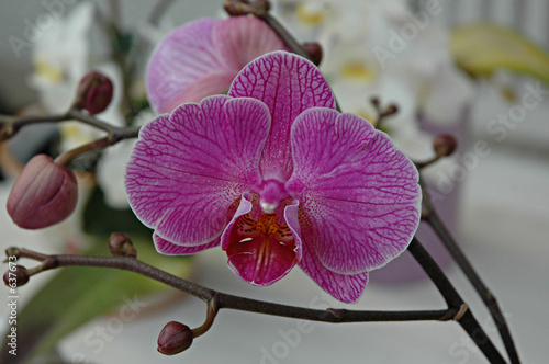  Plakaty orchidea   rozowe-storczyki
