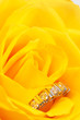 ring in yellow rose