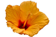 Hibiscus Orange 1