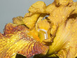 giant iris