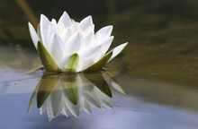White Delicate Water Lily