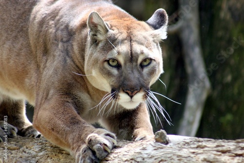 Board z aluminiowym obramowaniem Puma