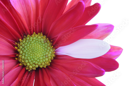 flower close