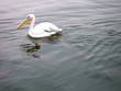 pelikan schwimmt auf meer