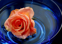 Rose In Water