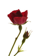 Wall Mural - rose rouge