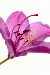 Wall Mural - rhododendron