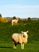 Two Welsh Sheep