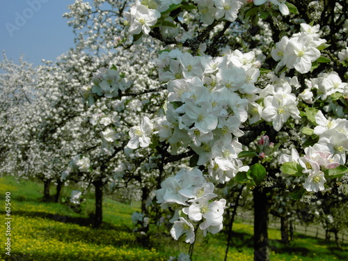 Plakat kwiaty jabłoni w odenwaldzie
