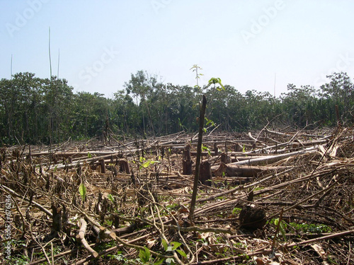 5 Best Deforester Images Stock Photos Vectors Adobe Stock