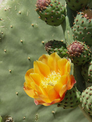 yellow prickly pear blossom