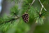 Fototapeta  - pine cone closeup