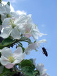 bee and apple blossom
