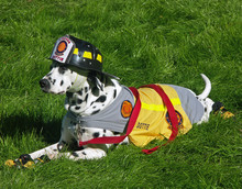 Dalmation - Fire Department Mascot