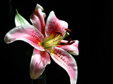oriental lilly