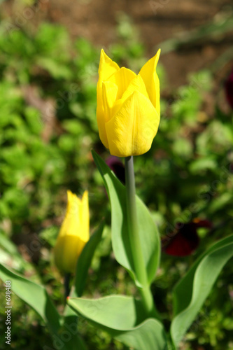 Tapeta ścienna Żółty tulipan.